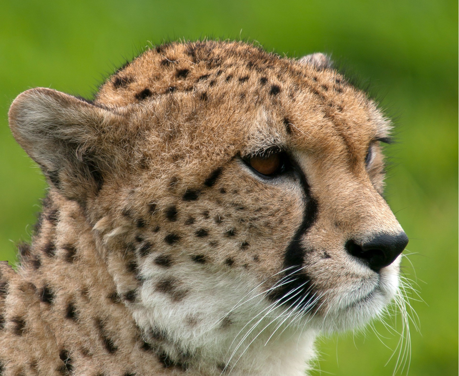 Cheetah_portrait_Whipsnade_Zoo