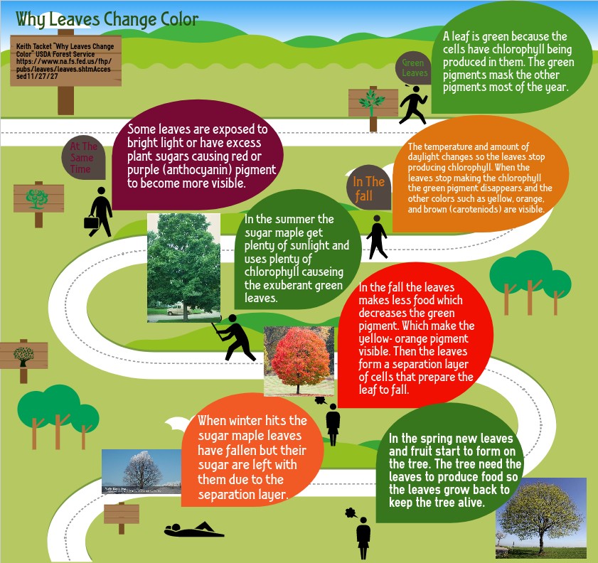 Why leaves change color infographic (1)