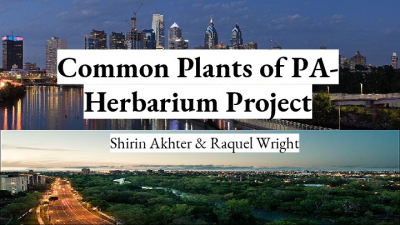 Q2 Benchmark_ Common Plants of PA Herbarium Project