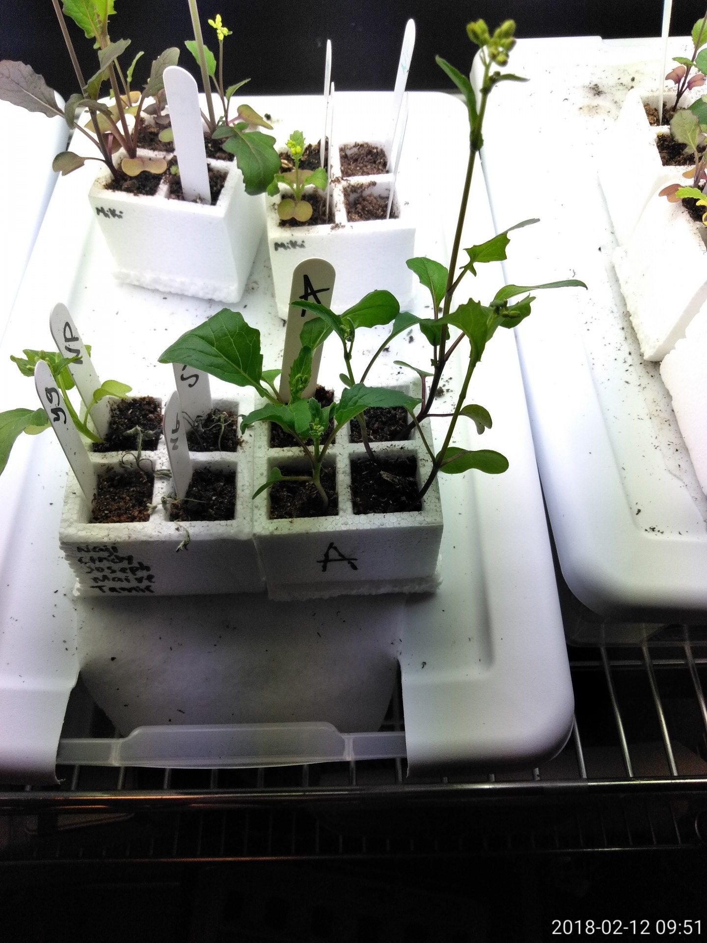 gen 1 plants