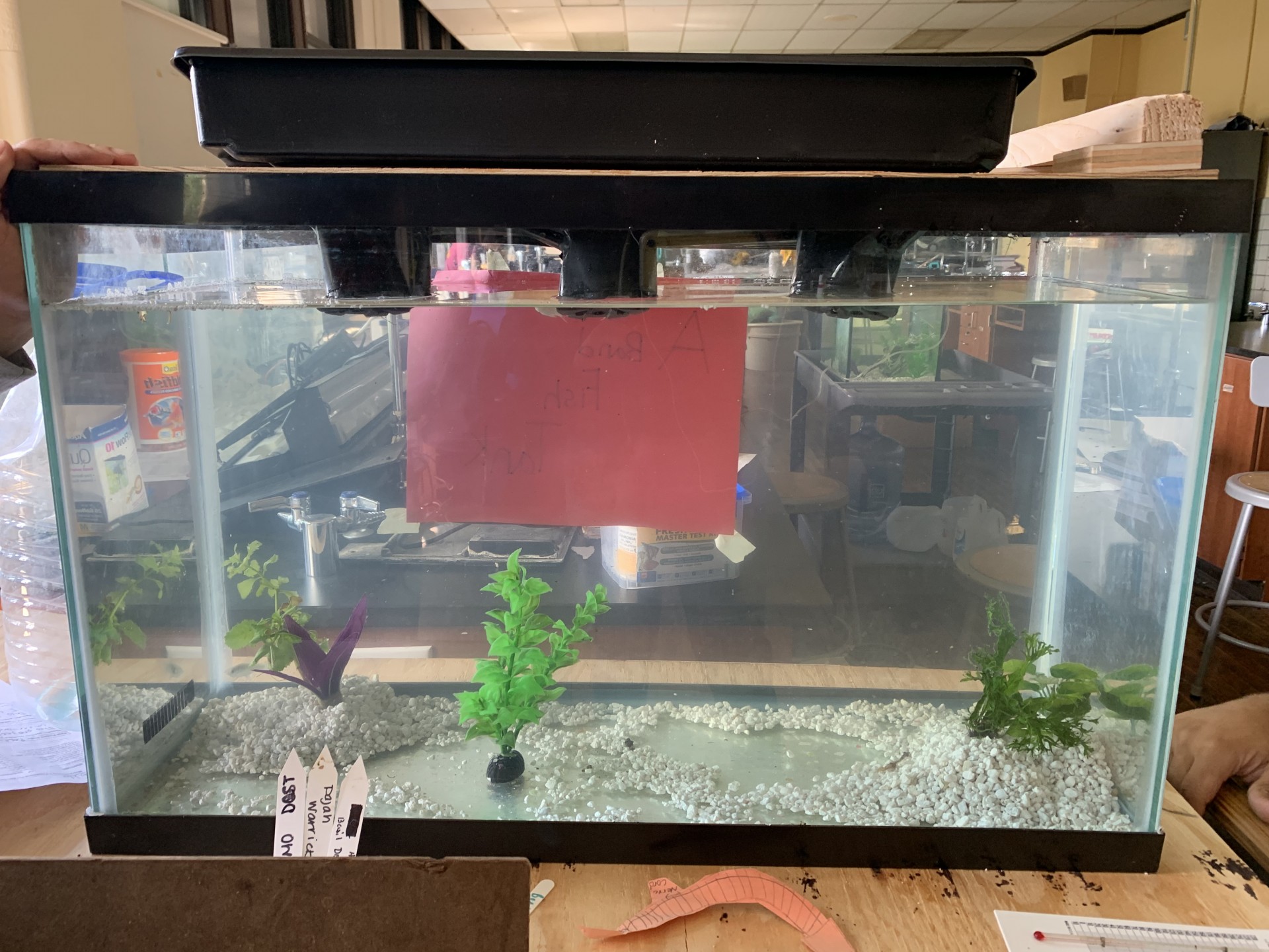 This Is Our Aquaponics System
